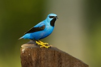 Kvetomil azurovy - Cyanerpes lucidus - Shining Honeycreeper 9546